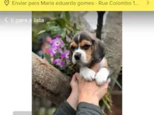 Cachorro raça SRD idade 1 ano nome ...