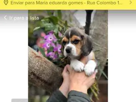 Cachorro ra a SRD idade 1 ano nome ...
