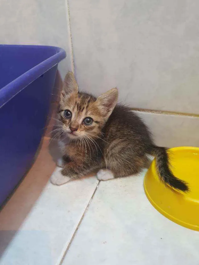 Gato ra a SRD idade Abaixo de 2 meses nome Tininha