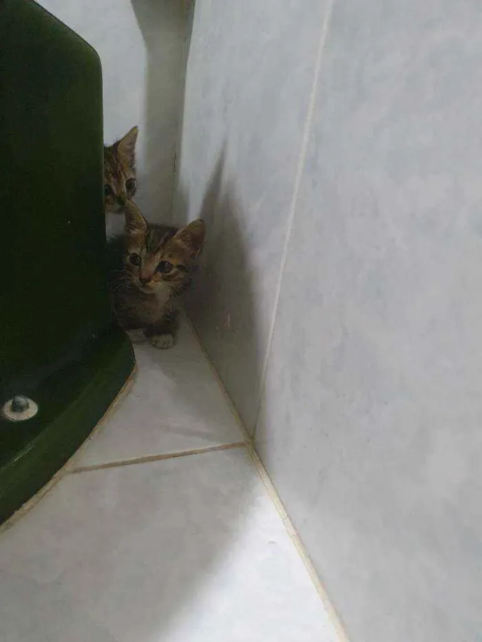 Gato ra a SRD idade Abaixo de 2 meses nome Tininha