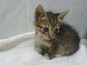 Gato raça SRD idade Abaixo de 2 meses nome Julieta