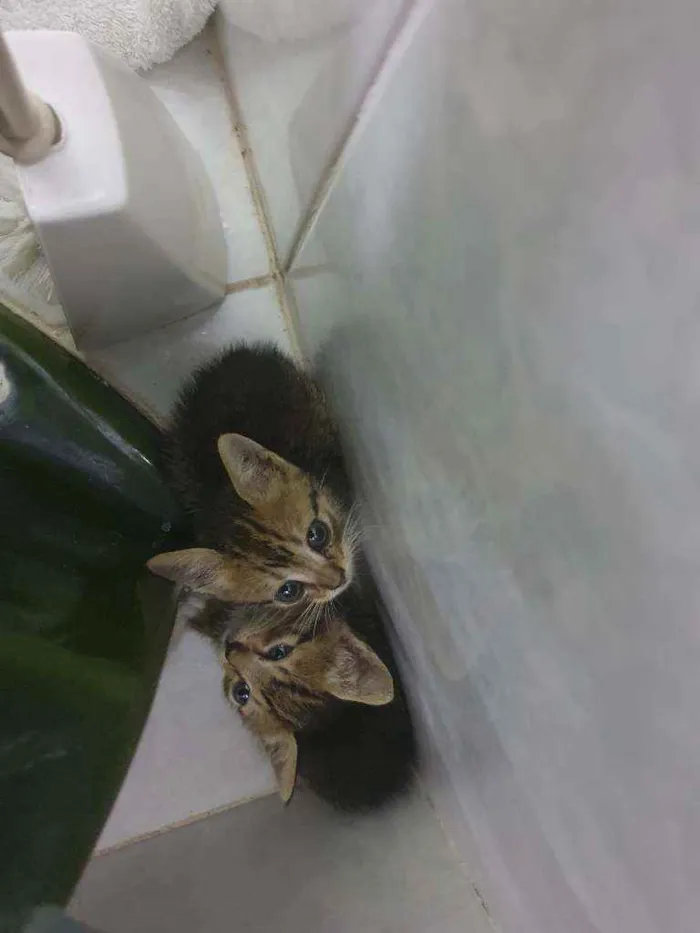 Gato ra a SRD idade Abaixo de 2 meses nome Julieta