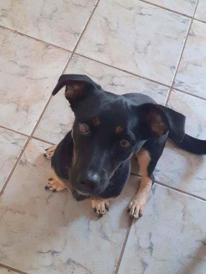 Cachorro ra a Vira lata  idade 2 anos nome Molly