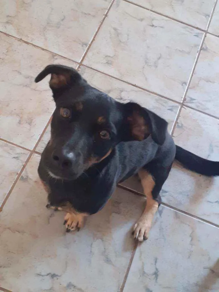 Cachorro ra a Vira lata  idade 2 anos nome Molly