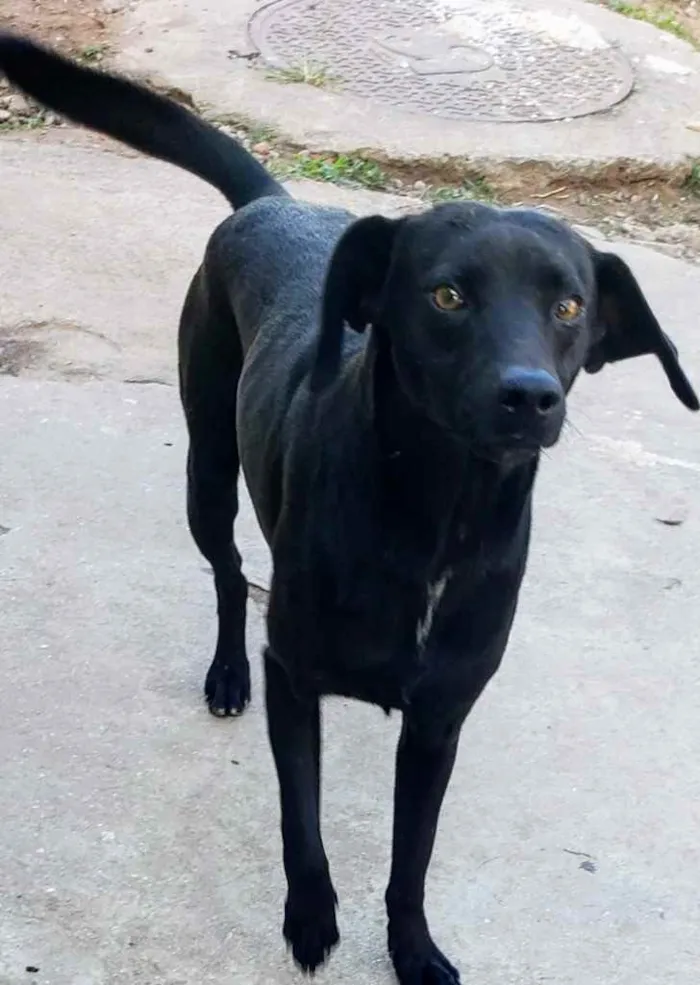 Cachorro ra a SRD idade 1 ano nome Malox