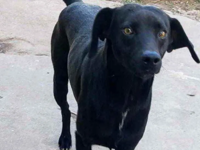 Cachorro ra a SRD idade 1 ano nome Malox