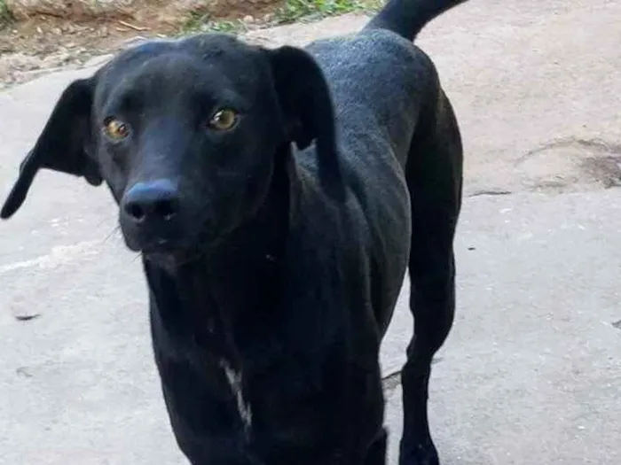 Cachorro ra a SRD idade 1 ano nome Malox