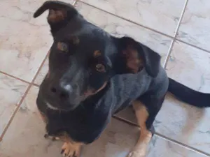 Cachorro raça Vira lata  idade 2 anos nome Molly
