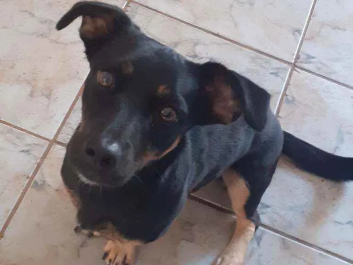 Cachorro ra a Vira lata  idade 2 anos nome Molly
