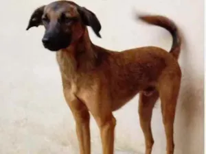 Cachorro raça Srd idade 1 ano nome Zequinha
