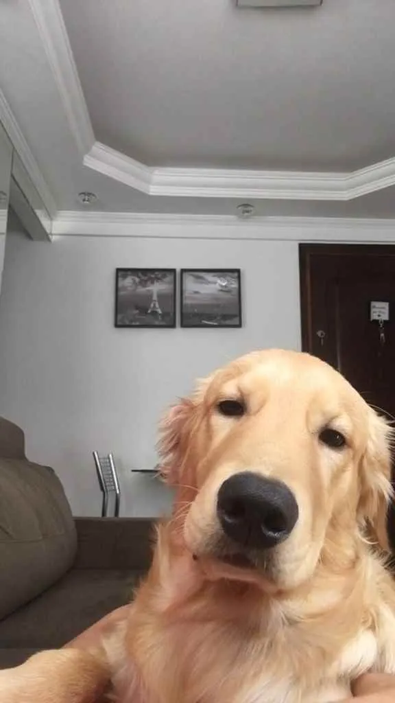 Cachorro ra a Golden Retriever  idade 2 a 6 meses nome Jorly