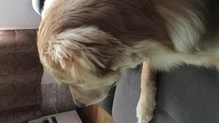Cachorro ra a Golden Retriever  idade 2 a 6 meses nome Jorly