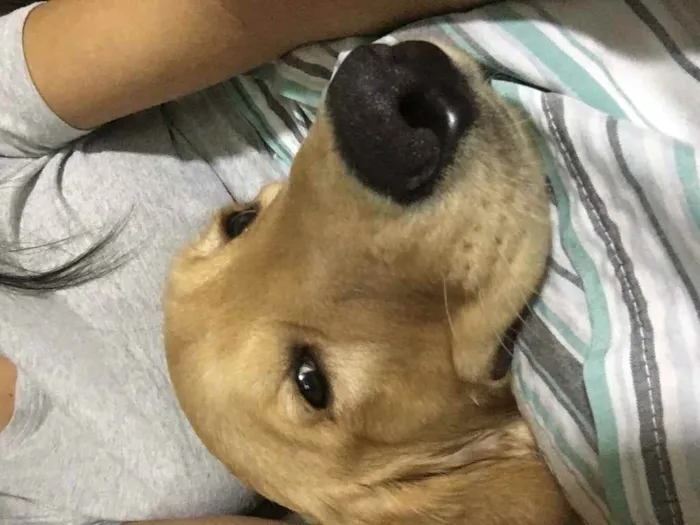 Cachorro ra a Golden Retriever  idade 2 a 6 meses nome Jorly