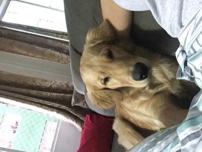 Cachorro ra a Golden Retriever  idade 2 a 6 meses nome Jorly