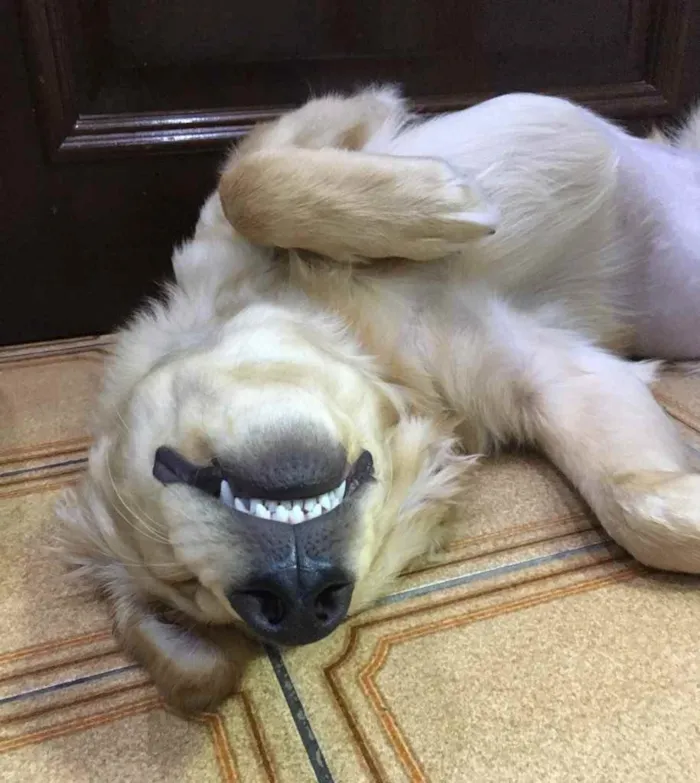 Cachorro ra a Golden Retriever  idade 2 a 6 meses nome Jorly