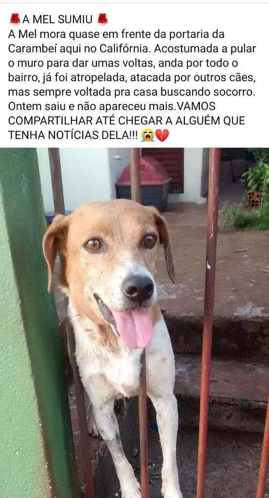 Cachorro ra a Vira lata idade 6 ou mais anos nome Mel 