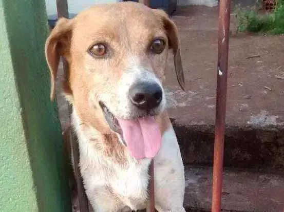 Cachorro ra a Vira lata idade 6 ou mais anos nome Mel 