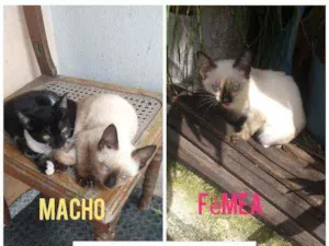 Gato raça Cianes e frajola idade 2 a 6 meses nome Filhotes
