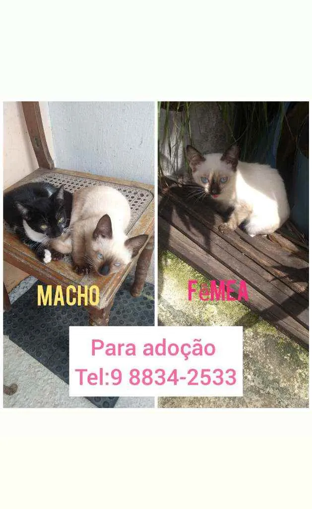 Gato raça Cianes e frajola idade 2 a 6 meses nome Filhotes