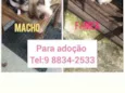 Filhotes
