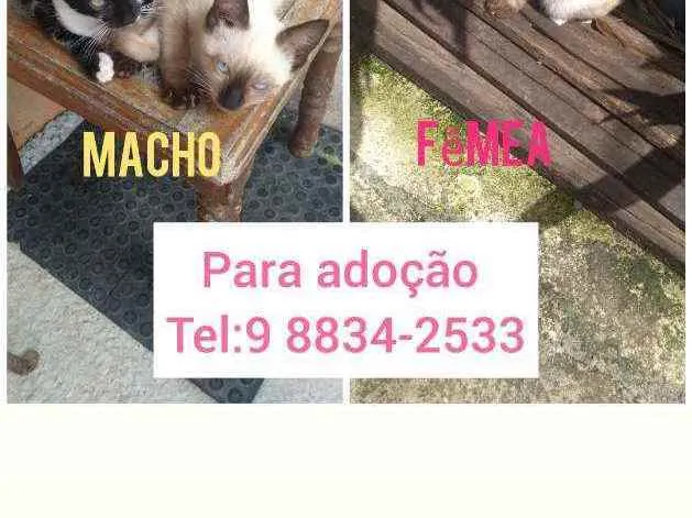 Gato raça Cianes e frajola idade 2 a 6 meses nome Filhotes