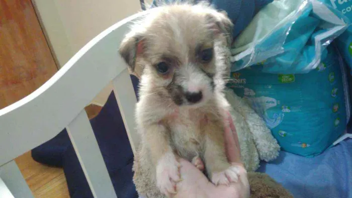 Cachorro ra a Srd idade Abaixo de 2 meses nome Alf