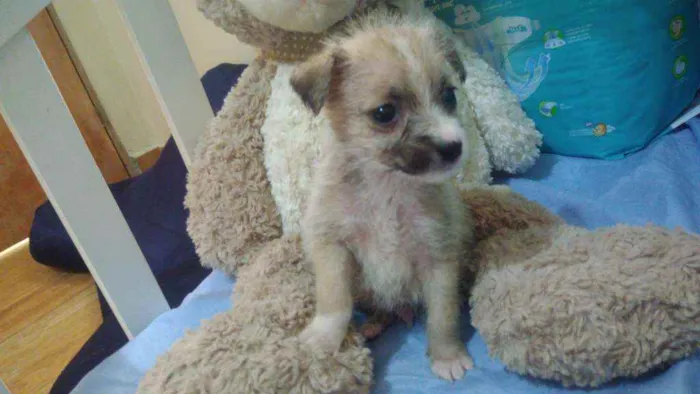 Cachorro ra a Srd idade Abaixo de 2 meses nome Alf