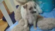 Alf