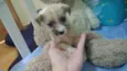 Alf
