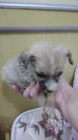 Alf