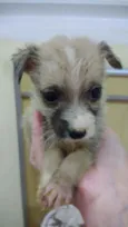 Alf
