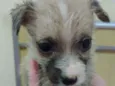 Alf