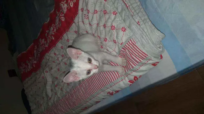 Gato raça Desconhecida idade Abaixo de 2 meses nome Aila