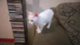Aila