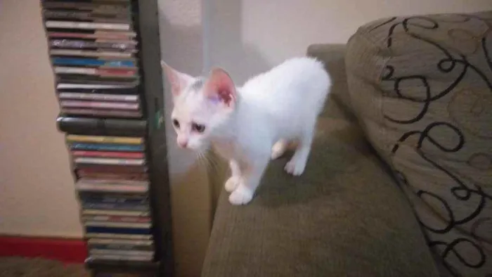 Gato raça Desconhecida idade Abaixo de 2 meses nome Aila