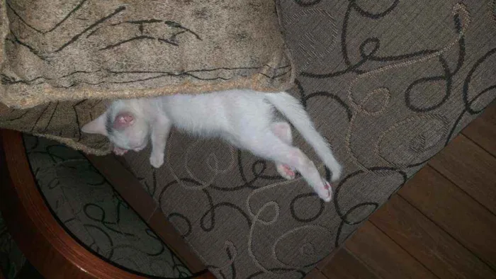 Gato raça Desconhecida idade Abaixo de 2 meses nome Aila