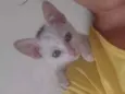 Aila