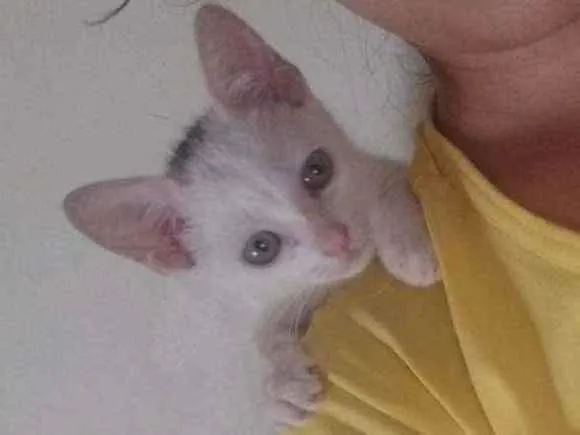 Gato raça Desconhecida idade Abaixo de 2 meses nome Aila