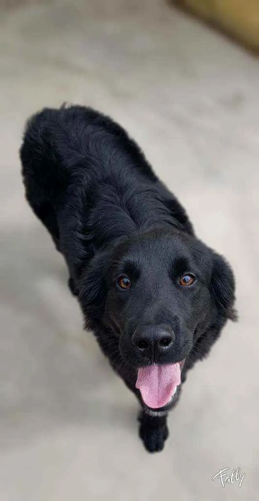 Cachorro ra a Srd idade 1 ano nome Bud