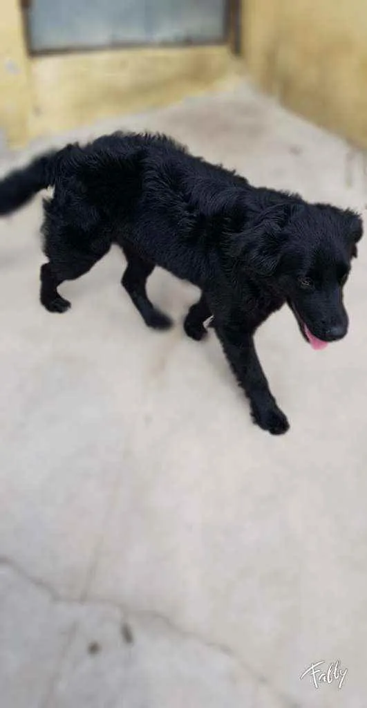 Cachorro ra a Srd idade 1 ano nome Bud