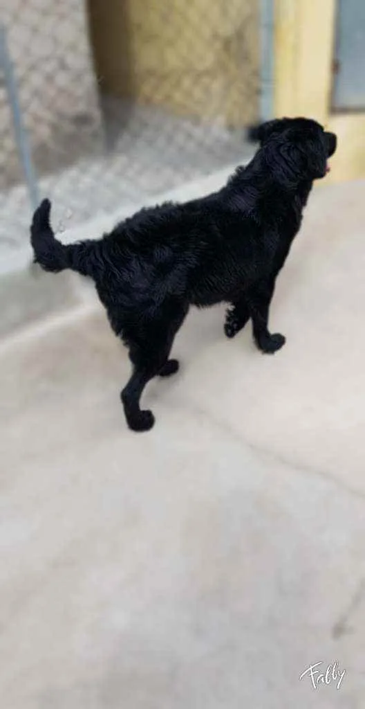 Cachorro ra a Srd idade 1 ano nome Bud