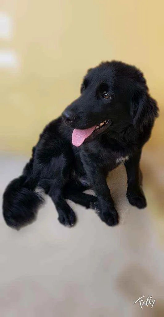 Cachorro ra a Srd idade 1 ano nome Bud