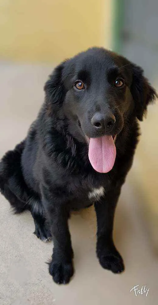 Cachorro ra a Srd idade 1 ano nome Bud