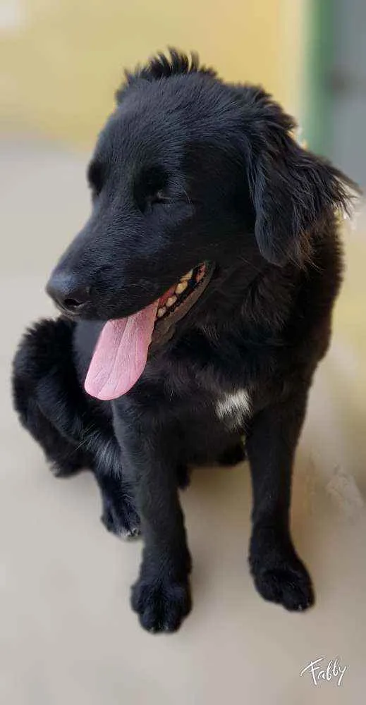 Cachorro ra a Srd idade 1 ano nome Bud