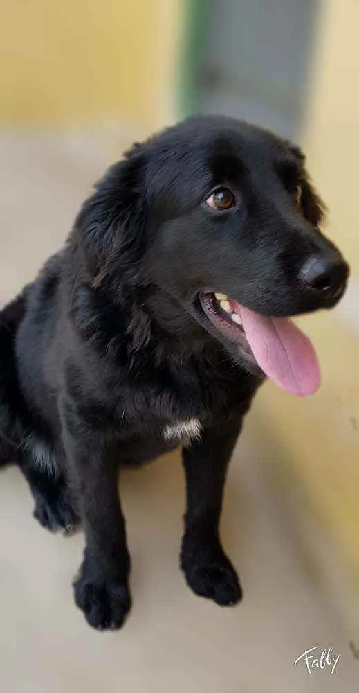 Cachorro ra a Srd idade 1 ano nome Bud