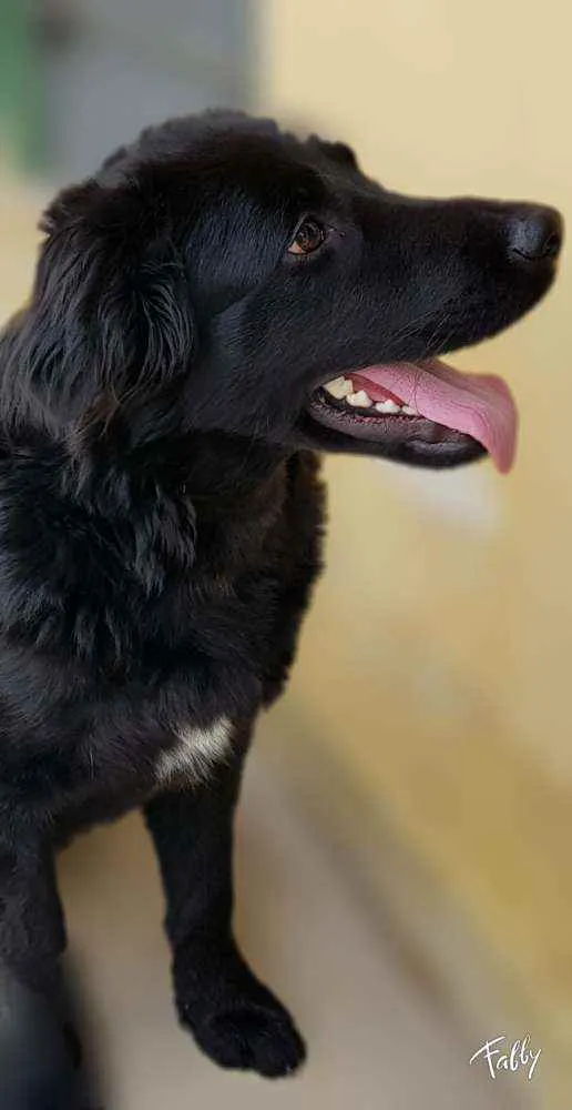 Cachorro ra a Srd idade 1 ano nome Bud