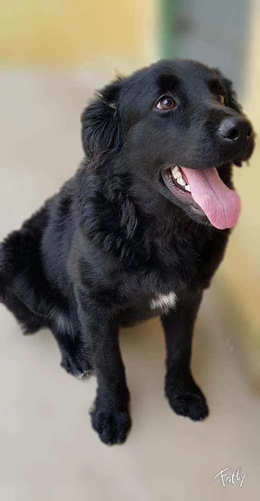 Cachorro ra a Srd idade 1 ano nome Bud