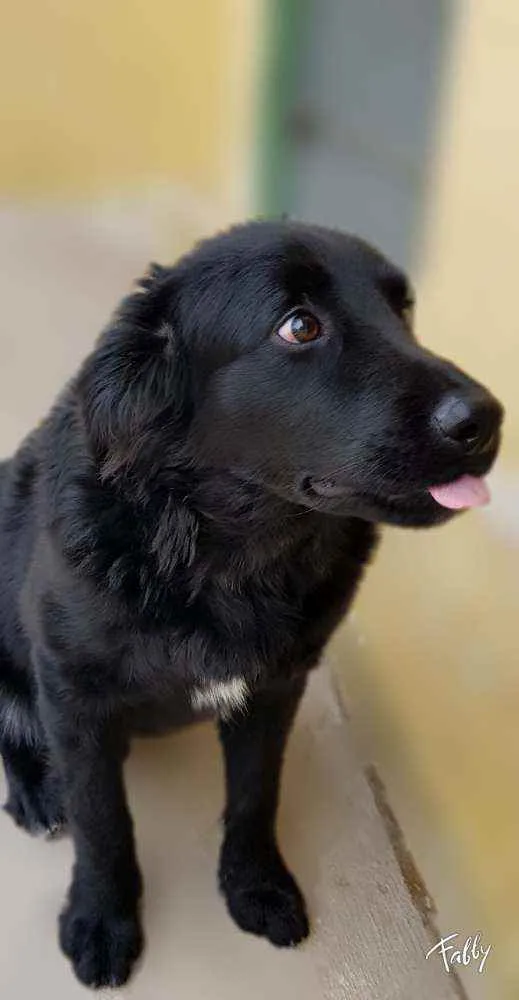 Cachorro ra a Srd idade 1 ano nome Bud