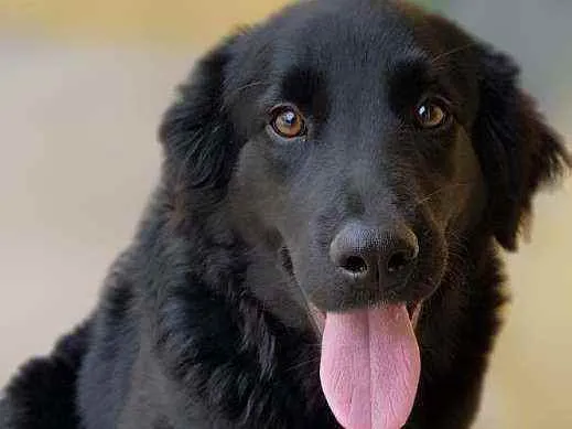 Cachorro ra a Srd idade 1 ano nome Bud