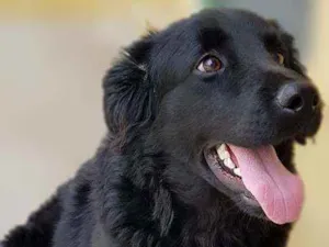 Cachorro raça Srd idade 1 ano nome Bud